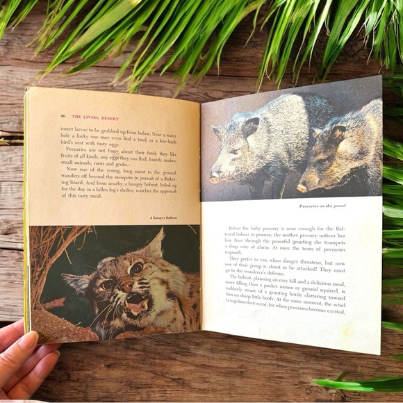 VINTAGE 1954 Walt Disney’s Living Desert - A True-Life Adventure Hardcover - Picture 14 of 16